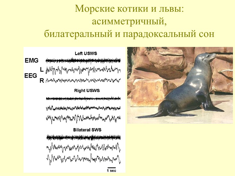 Морские котики и львы:  асимметричный,  билатеральный и парадоксальный сон